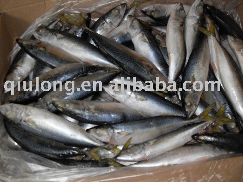 new horse mackerel (small eyes)