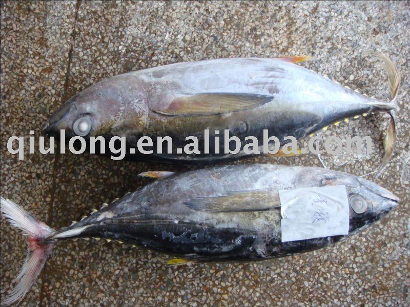 fish  (yellow fin)