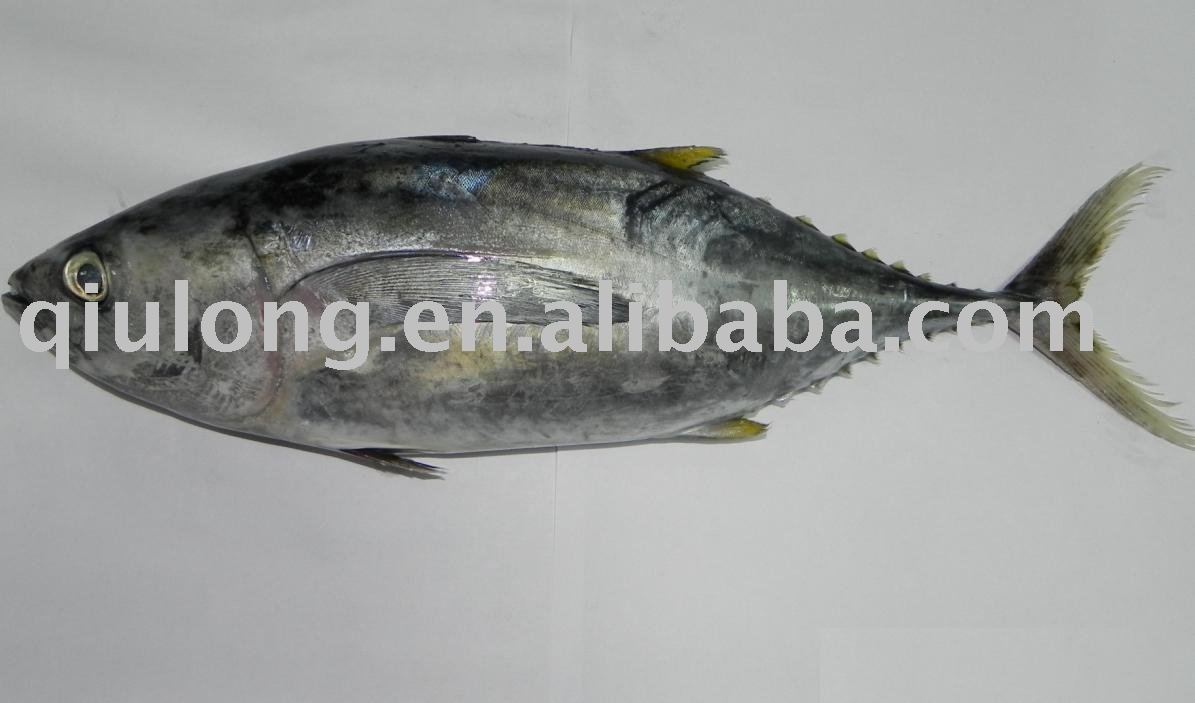 frozen fish  (yellow fin)