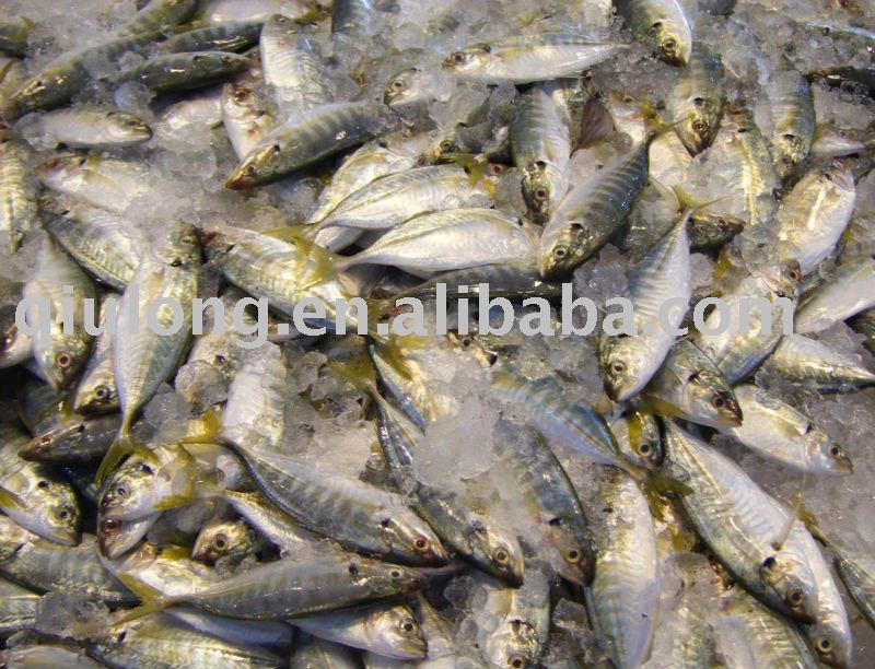 frozen fish ( indian mackerel )