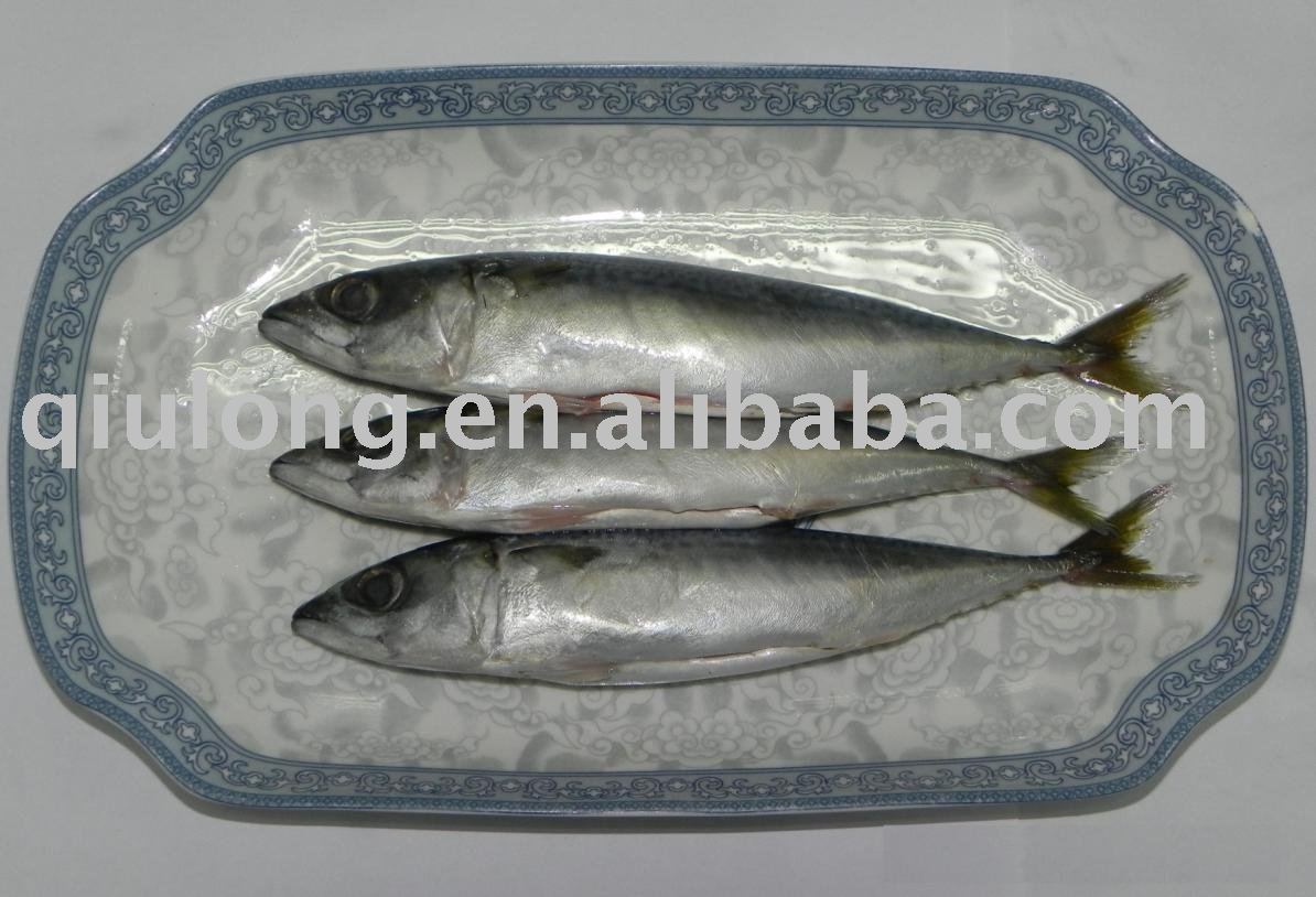 good quality frozen  mackerel gutted