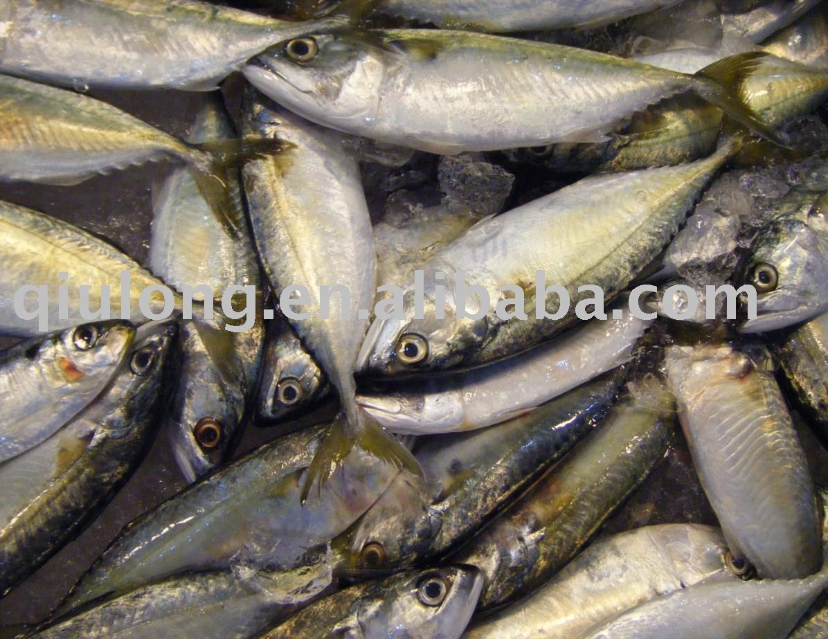 fish ( indian mackerel )
