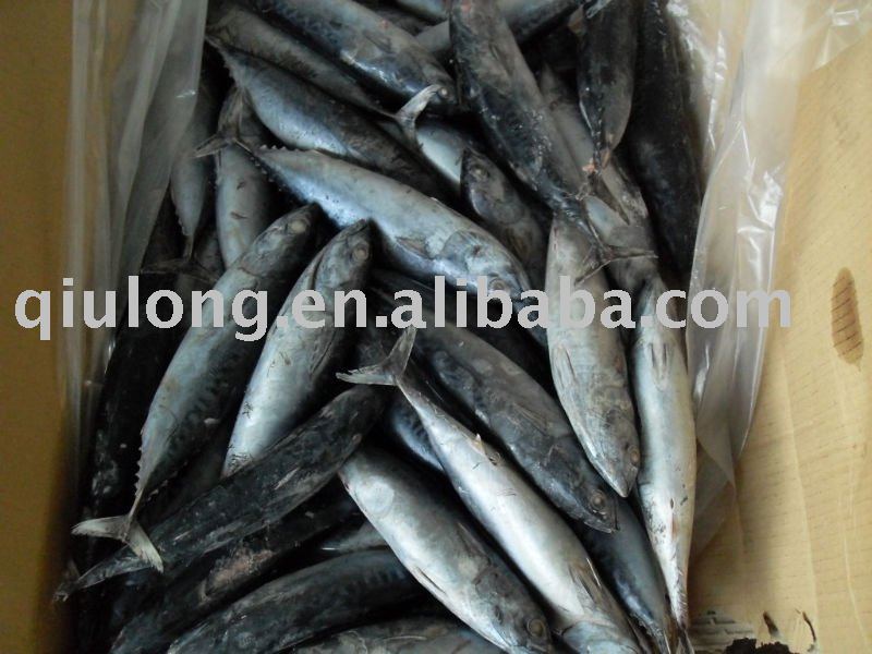 frozen    seafood  ( bonito   whole  round)
