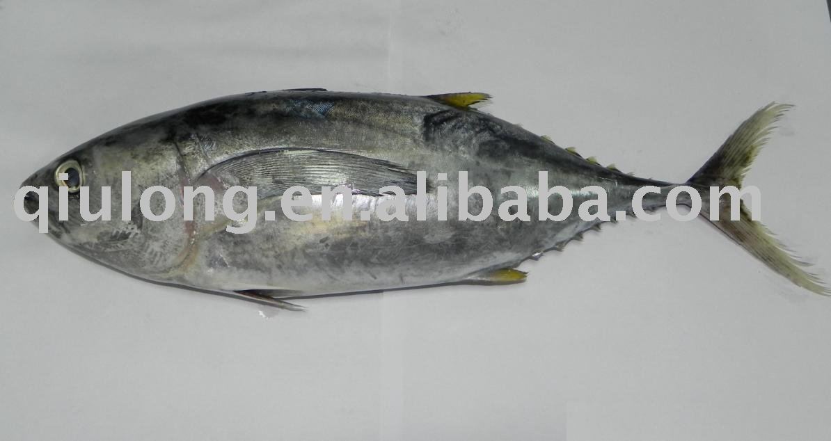 frozen fish (yellow fin)