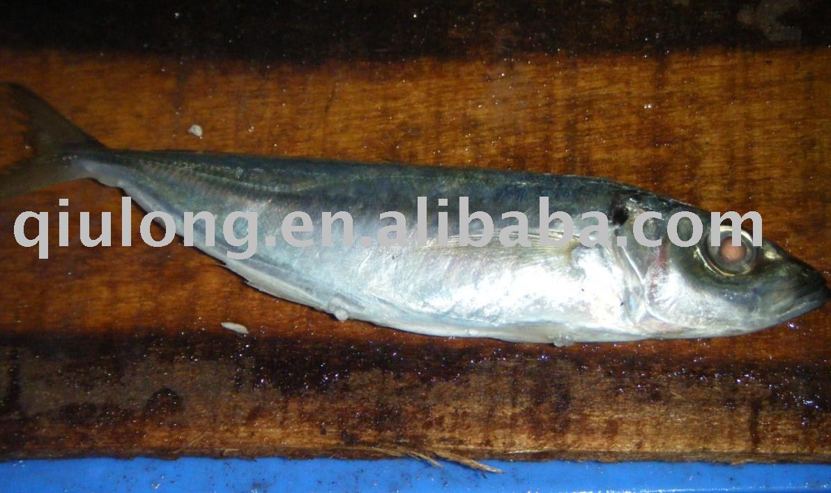 horse mackerel (new coming)
