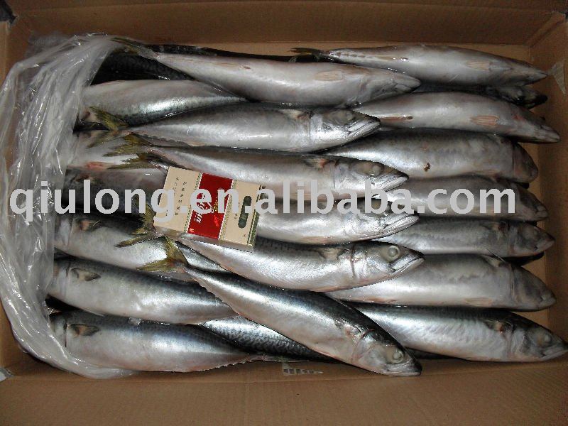 new  mackerel (200-300g)