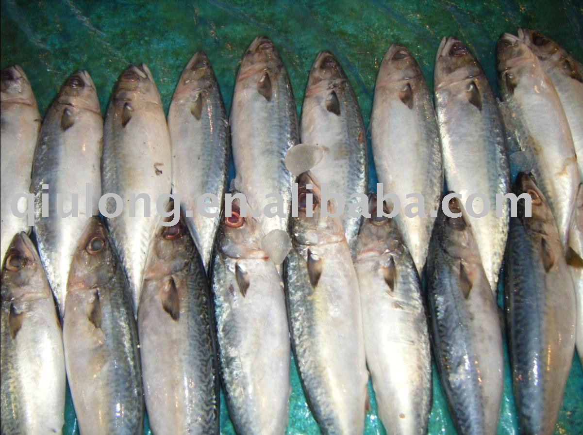 frozen mackerel whole round,China QIULONG price supplier - 21food