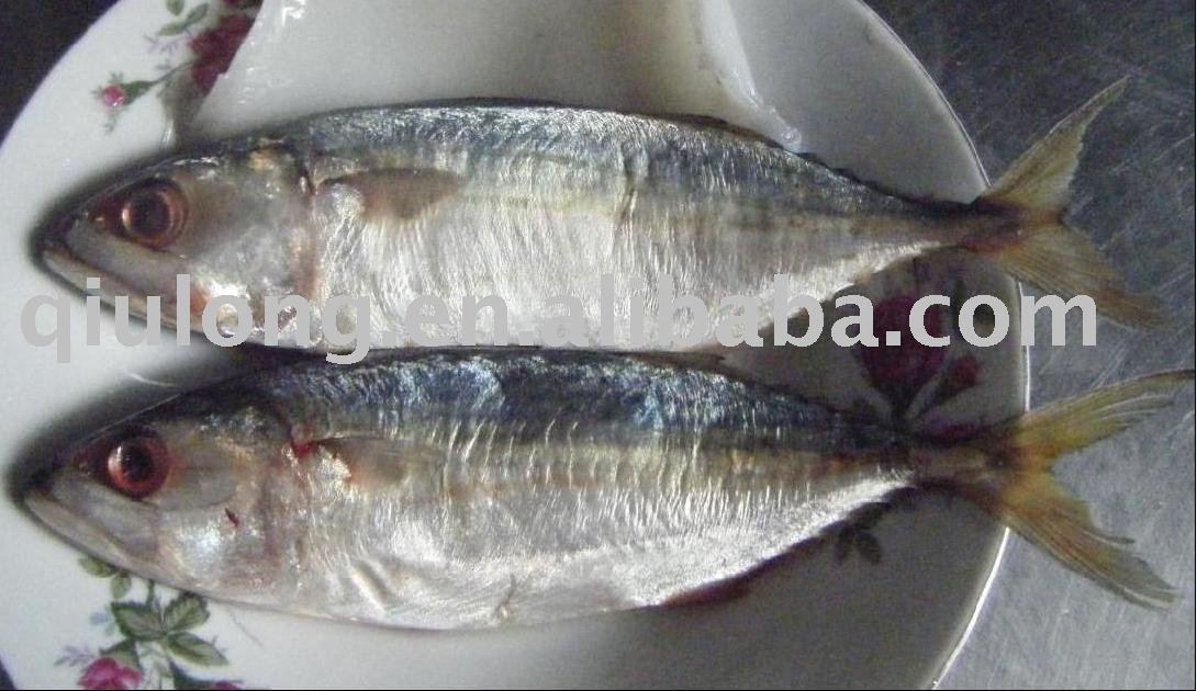 frozen  fish    ( indian   mackerel  )