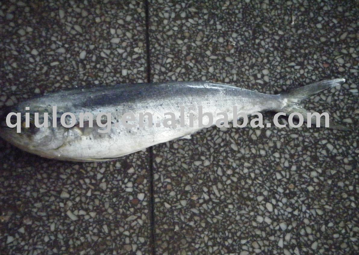 fish  (frozen mahi mahi)