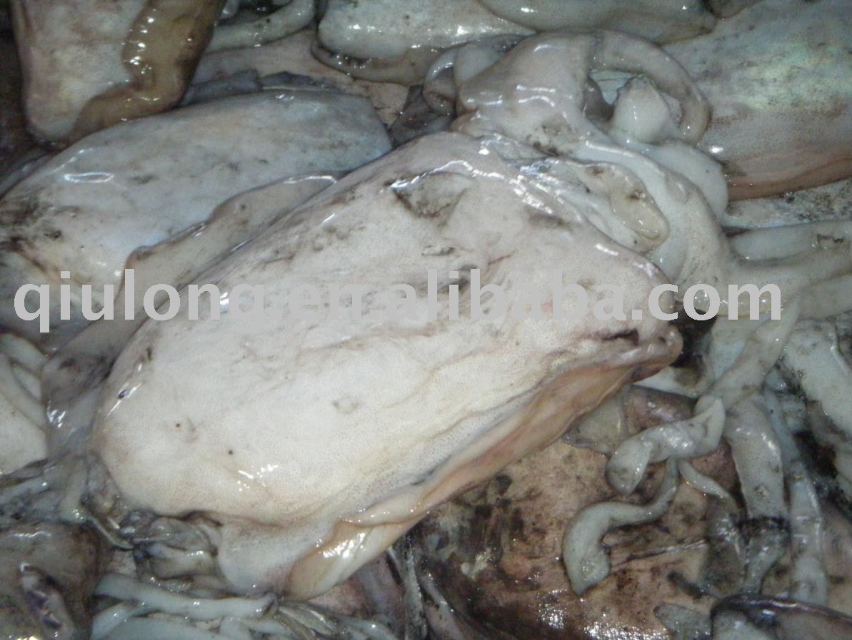 cuttlefish