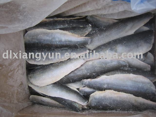 Herring Fillet (Frozen herring fish product/seafood)