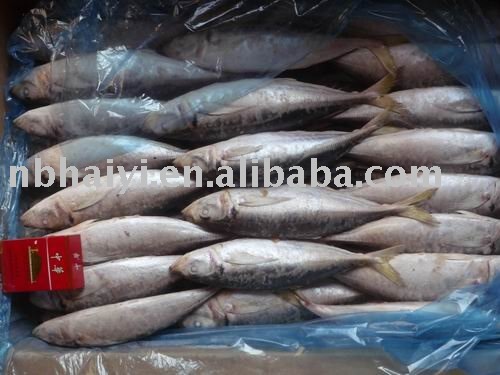 frozen horse mackerel200-300g