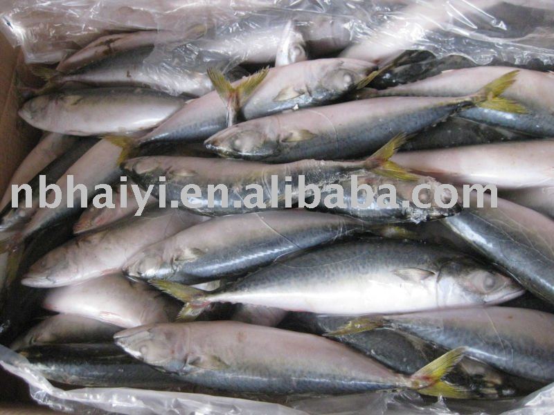 MACKEREL( 100-200G)