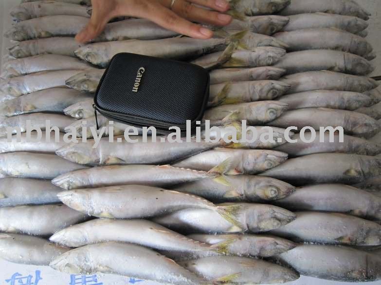 FROZEN  MACKEREL