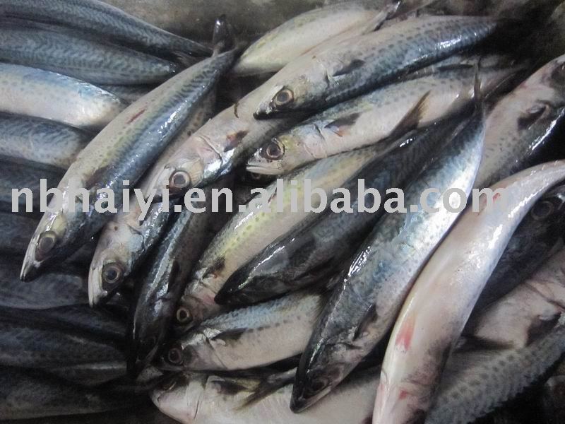 new   frozen mackerel 5-6pieces/kg  for sale