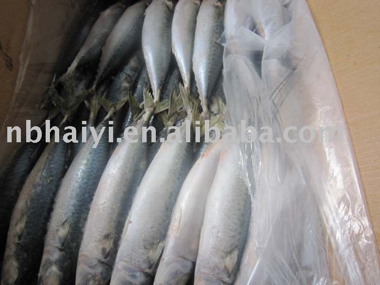 new coming frozen mackerel