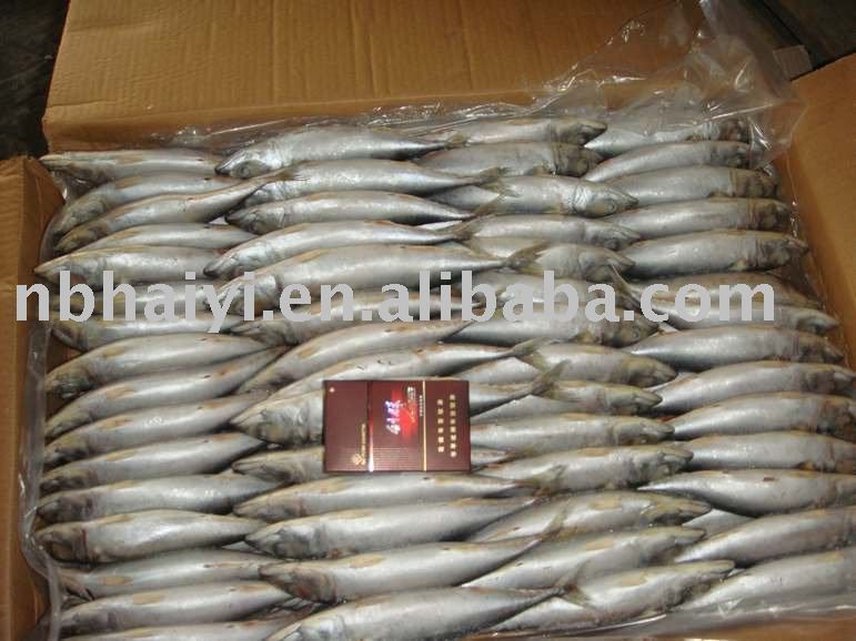  NEW   frozen   mackerel 