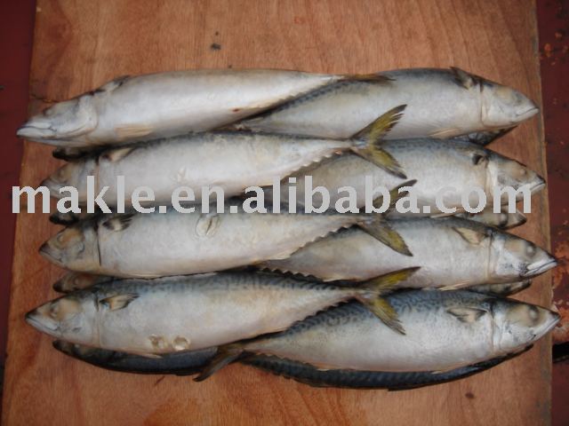 Frozen fish pacific mackerel
