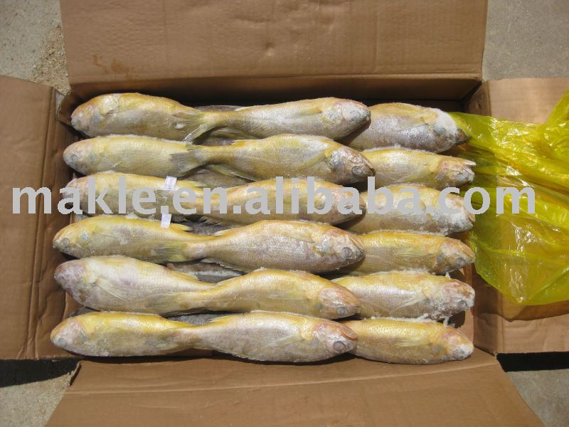 Frozen fish large size wild yelllow croaker