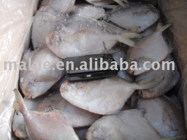 Frozen  fish   pomfret 