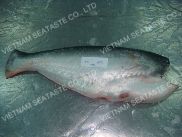 PANGASIUS WHOLE , HEAD-LESS , GUTTED ( Pangasius hypophthalmus )