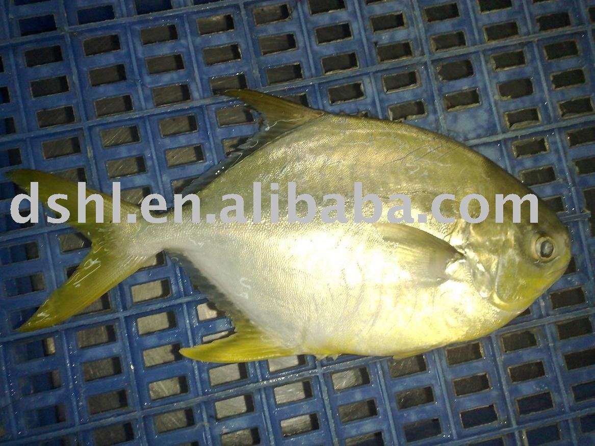 frozen  pomfret