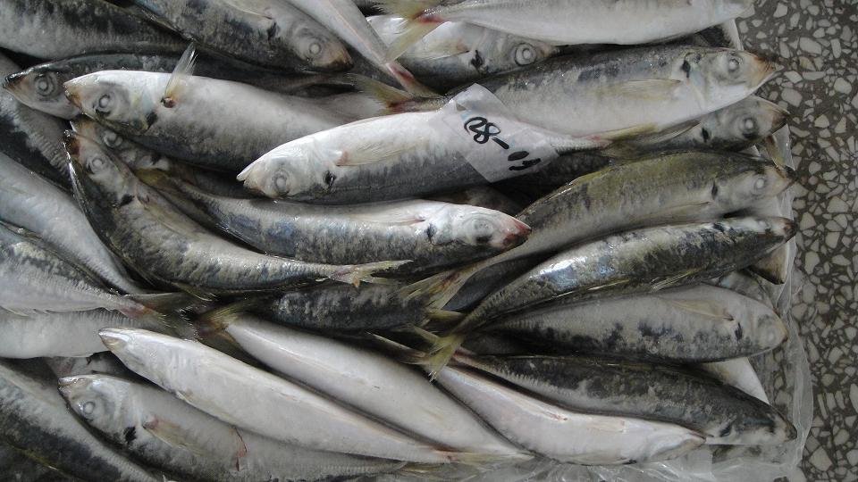 Frozen  Mackerel