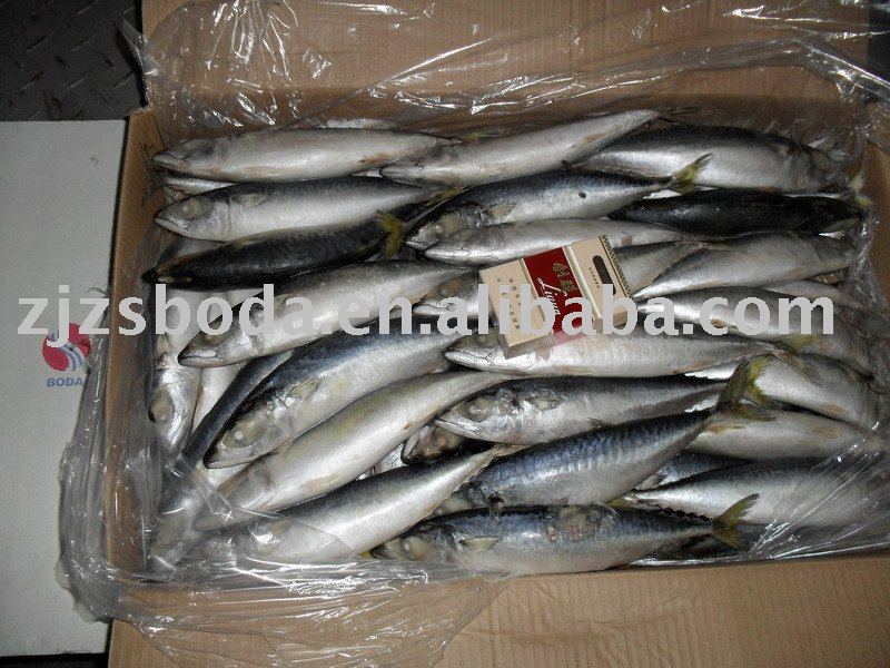 Frozen Mackerel