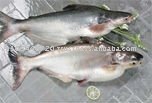 IQF Frozen Pangasius whole round
