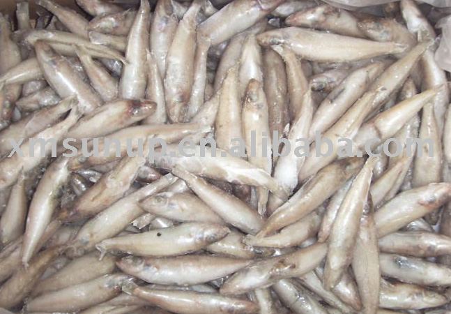 Frozen Whiting