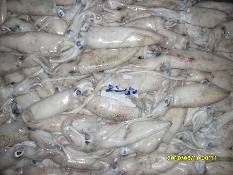 Frozen Baby Squid