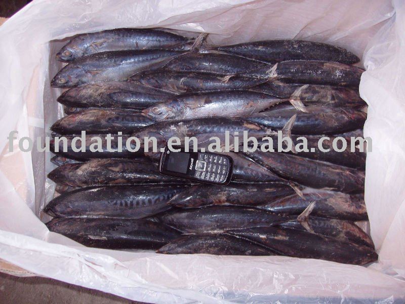 Frozen Seafood(Bonito)