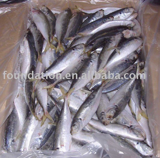 Frozen Seafood(Bigeye Scad)