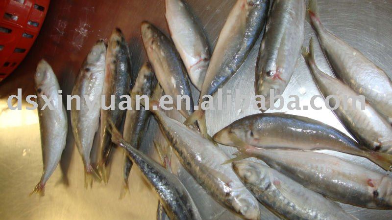  Whole   Horse   Mackerel , seafood