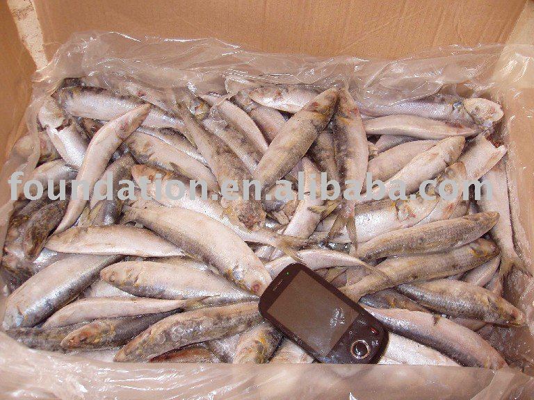 Frozen seafood(good quality sardine)