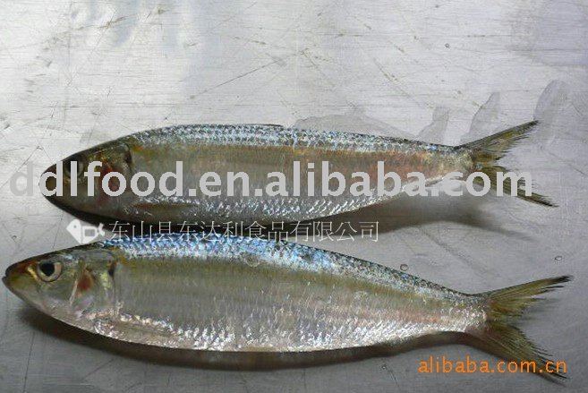 Frozen whole sardines