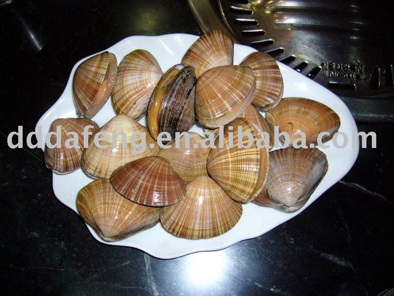 surf clam
