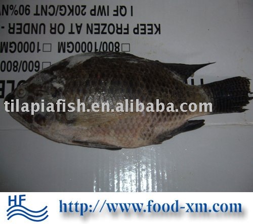 black tilapia fish