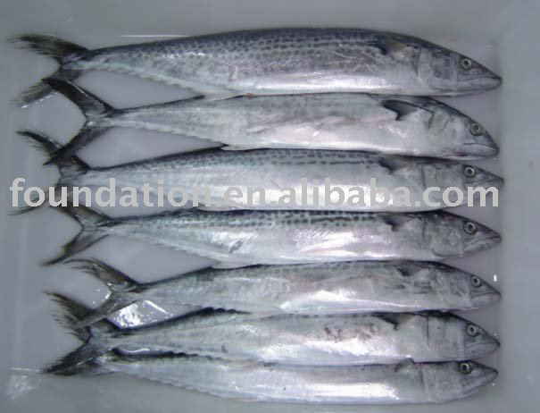 fish(latest spanish mackerel)