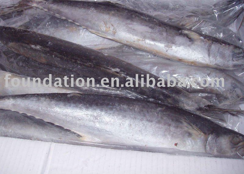 frozen fish( latest  spanish mackerel)