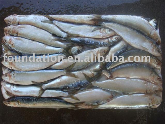 fish(frozen fresh whole sardine)