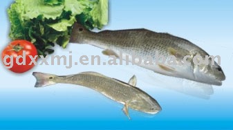 Frozen Red Drum