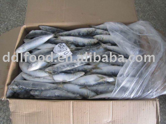 frozen  whole sardines  fish(sardinella longiceps)