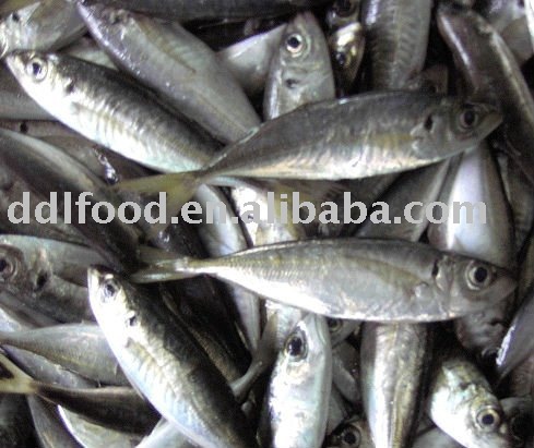 Frozen horse mackerel  round scad fish