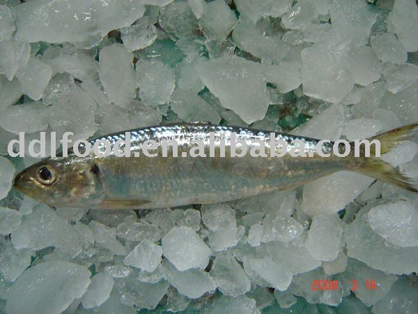 Frozen whole sardine