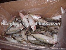 Frozen Fish(Frozen Indian Mackerel)