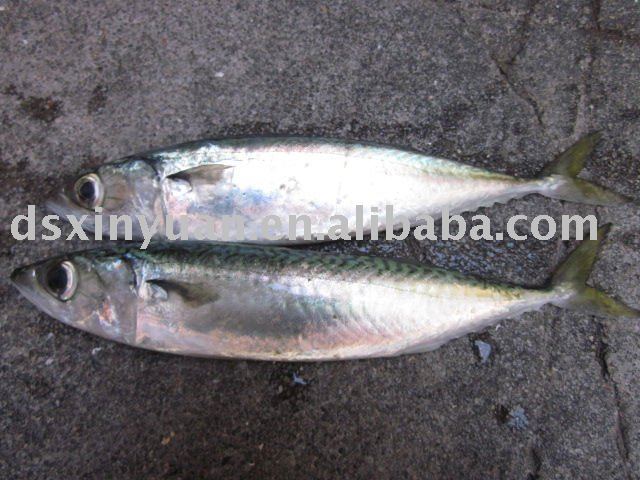 Frozen Pacific  Mackerel ( IQF ,W/R)