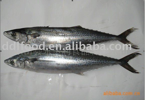  frozen   whole   spanish   mackerel 
