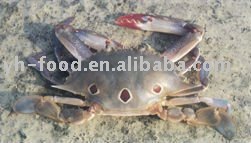  frozen   cut   swimming   crab 