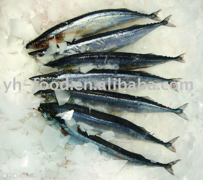  cheap   frozen   fish  cololabis saira